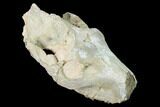 Partial, Fossil Oreodont (Merycoidodon) Skull - Wyoming #169163-5